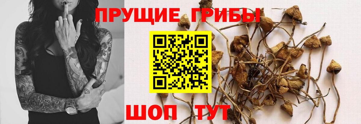 Псилоцибиновые грибы MAGIC MUSHROOMS Самара